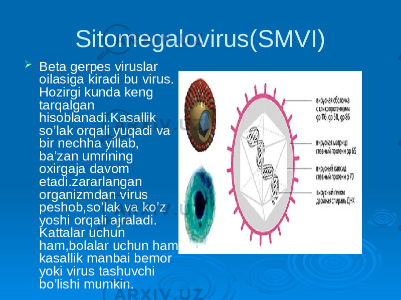 Sitomegalovirus(SMVI)  Beta gerpes viruslar oilasiga kiradi bu virus. Hozirgi kunda keng tarqalgan hisoblanadi.Kasallik so’lak orqali yuqadi va bir nechha yillab, ba’zan umrining oxirgaja davom etadi.zararlangan organizmdan virus peshob,so’lak va ko’z yoshi orqali ajraladi. Kattalar uchun ham,bolalar uchun ham kasallik manbai bemor yoki virus tashuvchi bo’lishi mumkin. 