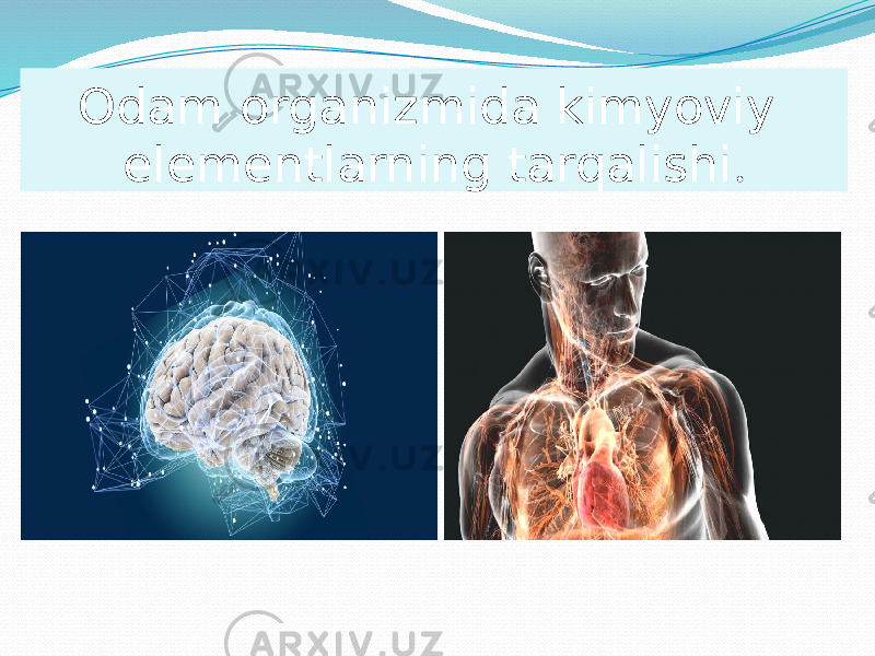 Odam organizmida kimyoviy elementlarning tarqalishi . 