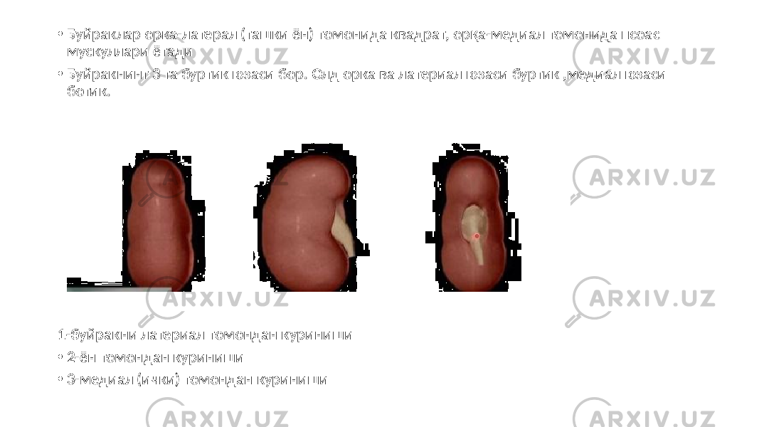 • Буйраклар орка-латерал (ташки ён) томонида квадрат, орқа-медиал томонида псоас мускуллари ётади • Буйракнинг 3 та буртик юзаси бор. Олд орка ва латериал юзаси буртик ,медиал юзаси ботик. 1-буйракни латериал томондан куриниши • 2-ён томондан куриниши • 3-медиал (ички) томондан куриниши 