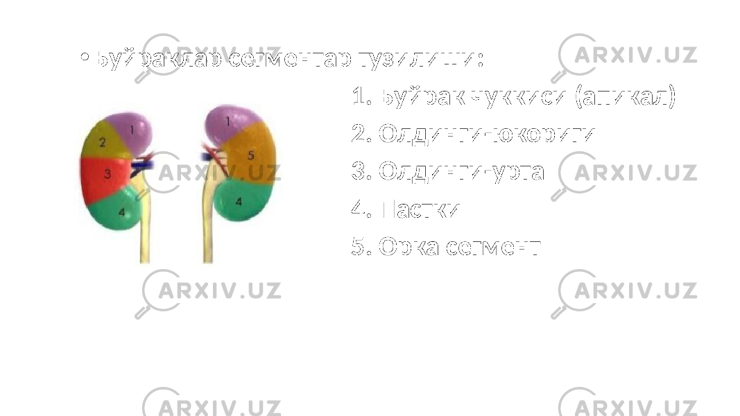 • Буйраклар сегментар тузилиши: • 1. Буйрак чуккиси (апикал) • 2. Олдинги-юкориги • 3. Олдинги-урта • 4. Пастки • 5. Орка сегмент 