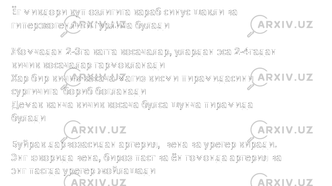 Ёг микдори куп озлигига караб синус шакли ва гиперэхогенлиги турлича булади Жомчадан 2-3та катта косачалар, улардан эса 2-4тадан кичик косачалар тармокланади Хар бир кичик косача магиз кисми пирамидасини сургичига бориб богланади Демак канча кичик косача булса шунча пирамида булади Буйрак дарвозасидан артерия, вена ва уретер киради. Энг юкорида вена, бироз паст ва ён томонда артерия ва энг пастда уретер жойлашади 