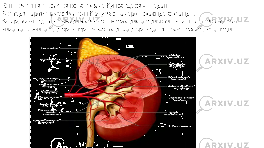 Кон томири артерия ва вена иккала буйракда хам 1тадан Аортадан артериялар 1чи 2чи бел умурткалари сохасида ажрайди. Ультратовушда мен юкори мезентерик артерияга ориентир килишингизни тавсия киламан. Буйрак артериялари мезентерик артериядан 1 -2 см пастда ажралади 