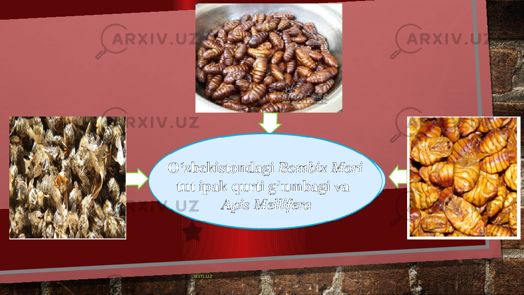  aim.uzO‘zbekistondagi Bombix Mori tut ipak qurti g’umbagi va Apis Mellifera 