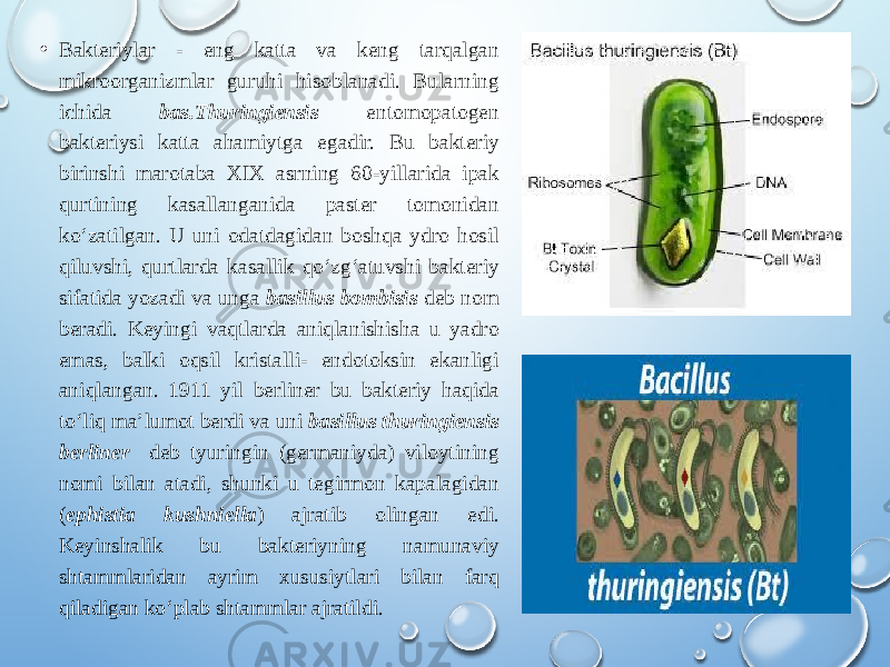 • Bakteriylar - eng katta va keng tarqalgan mikroorganizmlar guruhi hisoblanadi. Bularning ichida bas.Thuringiensis entomopatogen bakteriysi katta ahamiytga egadir. Bu bakteriy birinshi marotaba XIX asrning 60-yillarida ipak qurtining kasallanganida paster tomonidan ko‘zatilgan. U uni odatdagidan boshqa ydro hosil qiluvshi, qurtlarda kasallik qo‘zg‘atuvshi bakteriy sifatida yozadi va unga basillus bombisis deb nom beradi. Keyingi vaqtlarda aniqlanishisha u yadro emas, balki oqsil kristalli- endotoksin ekanligi aniqlangan. 1911 yil berliner bu bakteriy haqida to‘liq ma’lumot berdi va uni basillus thuringiensis berliner deb tyuringin (germaniyda) viloytining nomi bilan atadi, shunki u tegirmon kapalagidan ( ephistia kushniella ) ajratib olingan edi. Keyinshalik bu bakteriyning namunaviy shtammlaridan ayrim xususiytlari bilan farq qiladigan ko‘plab shtammlar ajratildi. 