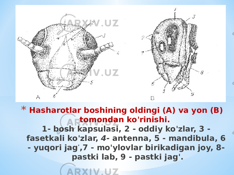 * Hasharotlar boshining oldingi (A) va yon (В) tomondan ko&#39;rinishi. 1- bosh kapsulasi, 2 - oddiy ko&#39;zlar, 3 - fasetkali ko&#39;zlar, 4- antenna, 5 - mandibula, 6 - yuqori jag ’ ,7 - mo&#39;ylovlar birikadigan joy, 8- pastki lab, 9 - pastki jag&#39;. 