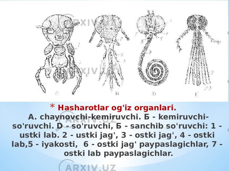 * Hasharotlar og&#39;iz organlari. A. chaynovchi-kemiruvchi. Б - kemiruvchi- so&#39;ruvchi. D - so&#39;ruvchi, Б - sanchib so&#39;ruvchi: 1 - ustki lab. 2 - ustki jag&#39;, 3 - ostki jag&#39;, 4 - ostki lab,5 - iyakosti, 6 - ostki jag&#39; paypaslagichlar, 7 - ostki lab paypaslagichlar. 