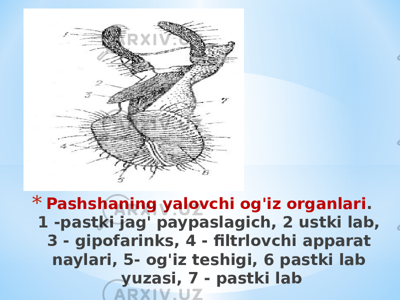 * Pashshaning yalovchi og&#39;iz organlari . 1 -pastki jag&#39; paypaslagich, 2 ustki lab, 3 - gipofarinks, 4 - filtrlovchi apparat naylari, 5- og&#39;iz teshigi, 6 pastki lab yuzasi, 7 - pastki lab 