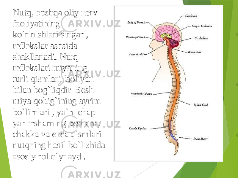 Nutq, boshqa oliy nerv faoliyatining ko`rinishlari singari, reflekslar asosida shakllanadi. Nutq reflekslari miyaning turli qismlari faoliyati bilan bog`liqdir. Bosh miya qobig`ining ayrim bo`limlari , ya`ni chap yarimsharning peshana, chakka va ensa qismlari nutqning hosil bo`lishida asosiy rol o`ynaydi. 