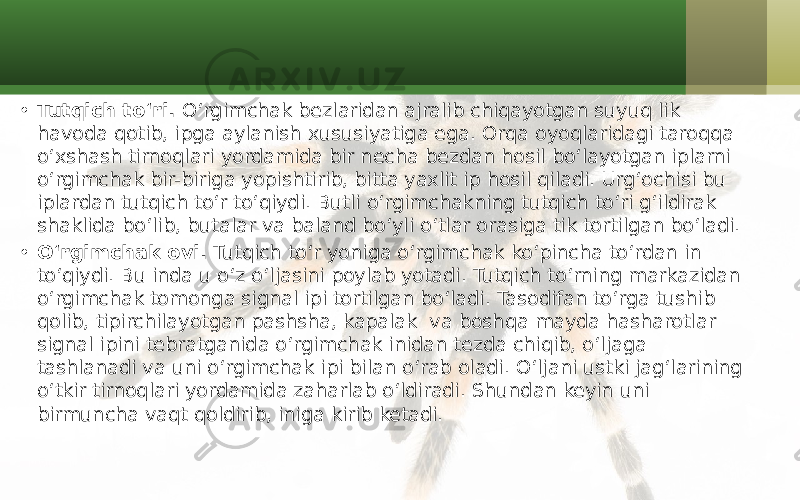 • Tutqich to‘ri. O‘rgimchak bezlaridan ajralib chiqayotgan suyuq lik havoda qotib, ipga aylanish xususiyatiga ega. Orqa oyoqlaridagi taroqqa o‘xshash tirnoqlari yordamida bir necha bezdan hosil bo‘layotgan iplarni o‘rgimchak bir-biriga yopishtirib, bitta yaxlit ip hosil qiladi. Urg‘ochisi bu iplardan tutqich to‘r to‘qiydi. Butli o‘rgimchakning tutqich to‘ri g‘ildirak shaklida bo‘lib, butalar va baland bo‘yli o‘tlar orasiga tik tortilgan bo‘ladi. • O‘rgimchak ovi. Tutqich to‘r yoniga o‘rgimchak ko‘pincha to‘rdan in to‘qiydi. Bu inda u o‘z o‘ljasini poylab yotadi. Tutqich to‘rning markazidan o‘rgimchak tomonga signal ipi tortilgan bo‘ladi. Tasodifan to‘rga tushib qolib, tipirchilayotgan pashsha, kapalak va boshqa mayda hasharotlar signal ipini tebratganida o‘rgimchak inidan tezda chiqib, o‘ljaga tashlanadi va uni o‘rgimchak ipi bilan o‘rab oladi. O‘ljani ustki jag‘larining o‘tkir tirnoqlari yordamida zaharlab o‘ldiradi. Shundan keyin uni birmuncha vaqt qoldirib, iniga kirib ketadi. 