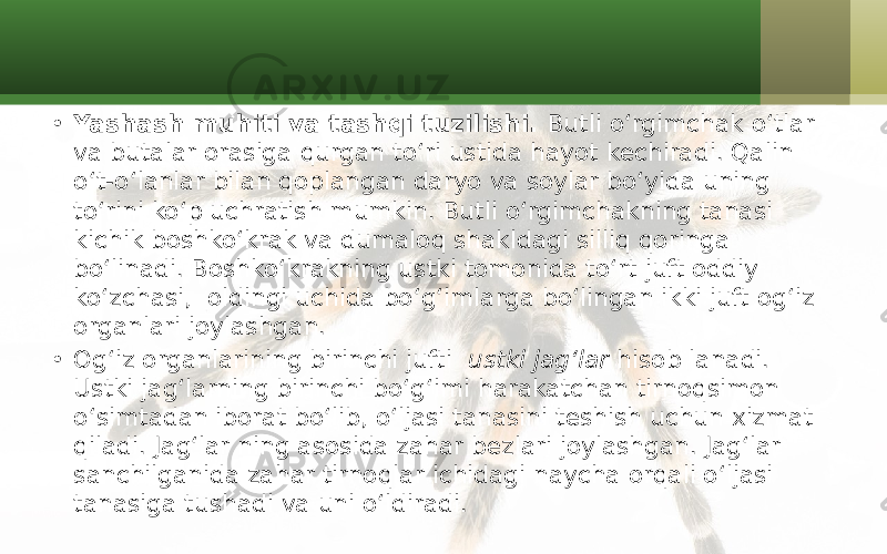 • Yashash muhiti va tashqi tuzilishi. Butli o‘rgimchak o‘tlar va butalar orasiga qurgan to‘ri ustida hayot kechiradi. Qalin o‘t-o‘lanlar bilan qoplangan daryo va soylar bo‘yida uning to‘rini ko‘p uchratish mumkin. Butli o‘rgimchakning tanasi kichik boshko‘krak va dumaloq shakldagi silliq qoringa bo‘linadi. Boshko‘krakning ustki tomonida to‘rt juft oddiy ko‘zchasi, oldingi uchida bo‘g‘imlarga bo‘lingan ikki juft og‘iz organlari joylashgan. • Og‘iz organlarining birinchi jufti ustki jag‘lar hisob lanadi. Ustki jag‘larning birinchi bo‘g‘imi harakatchan tirnoqsimon o‘simtadan iborat bo‘lib, o‘ljasi tanasini teshish uchun xizmat qiladi. Jag‘lar ning asosida zahar bezlari joylashgan. Jag‘lar sanchilganida zahar tirnoqlar ichidagi naycha orqali o‘ljasi tanasiga tushadi va uni o‘ldiradi. 