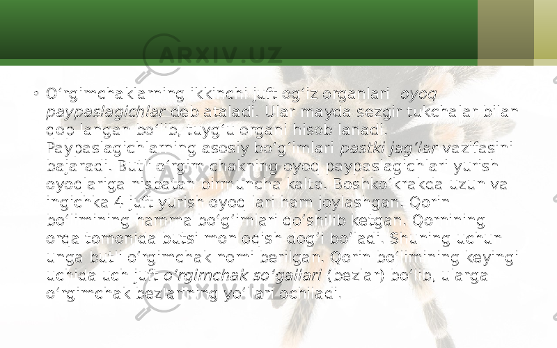 • O‘rgimchaklarning ikkinchi juft og‘iz organlari oyoq paypaslagichlar deb ataladi. Ular mayda sezgir tukchalar bilan qop langan bo‘lib, tuyg‘u organi hisob lanadi. Paypaslagichlarning asosiy bo‘g‘imlari pastki jag‘lar vazifasini bajaradi. Butli o‘rgim chakning oyoq paypaslagichlari yurish oyoqlariga nisbatan birmuncha kalta. Boshko‘krakda uzun va ingichka 4 juft yurish oyoq lari ham joylashgan. Qorin bo‘limining hamma bo‘g‘imlari qo‘shilib ketgan. Qornining orqa tomonida butsi mon oqish dog‘i bo‘ladi. Shuning uchun unga butli o‘rgimchak nomi berilgan. Qorin bo‘limining keyingi uchida uch juft o‘rgimchak so‘gallari (bezlar) bo‘lib, ularga o‘rgimchak bezlarining yo‘llari ochiladi. 