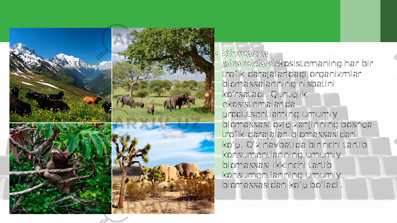 • Biomassa piramidasi ekosistemaning har bir trofik darajalaridagi organizmlar biomassalarining nisbatini ko‘rsatadi. Quruqlik ekosistemalarida produtsentlarning umumiy biomassasi oziq zanjirining boshqa trofik darajalari biomassasidan ko‘p. O‘z navbatida birinchi tartib konsumentlarining umumiy biomassasi ikkinchi tartib konsumentlarining umumiy biomassasidan ko‘p bo‘ladi. 