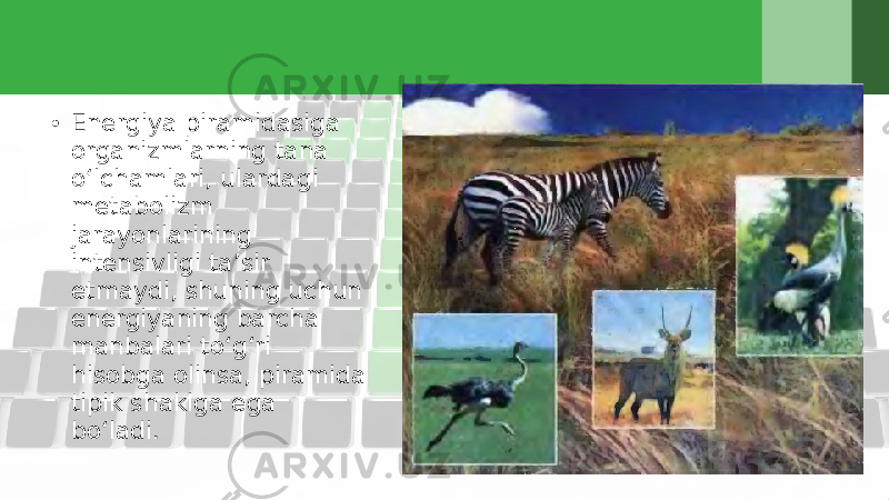 • Energiya piramidasiga organizmlarning tana o‘lchamlari, ulardagi metabolizm jarayonlarining intensivligi ta’sir etmaydi, shuning uchun energiyaning barcha manbalari to‘g‘ri hisobga olinsa, piramida tipik shaklga ega bo‘ladi. 