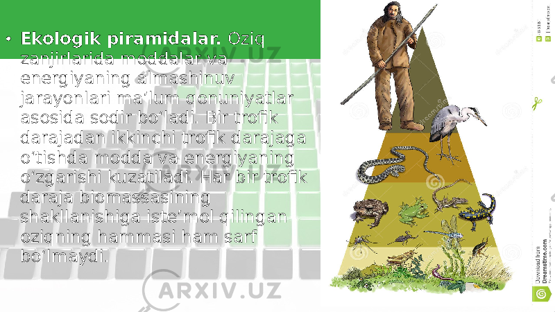 • Ekologik piramidalar. Oziq zanjirlarida moddalar va energiyaning almashinuv jarayonlari ma’lum qonuniyatlar asosida sodir bo‘ladi. Bir trofik darajadan ikkinchi trofik darajaga o‘tishda modda va energiyaning o‘zgarishi kuzatiladi. Har bir trofik daraja biomassasining shakllanishiga iste’mol qilingan oziqning hammasi ham sarf bo‘lmaydi. 