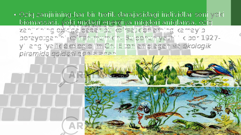 • Oziq zanjirining har bir trofik darajasidagi individlar soni yoki biomassasi, yoki undagi energiya miqdori aniqlansa, oziq zanjirining oxiriga qadar bu ko‘rsatkichlarning kamayib borayotganini ko‘rish mumkin. Bu qonuniyatni ilk bor 1927- yil angliyalik ekolog olim Ch. Elton aniqlagan va ekologik piramida qoidasi deb atagan. 