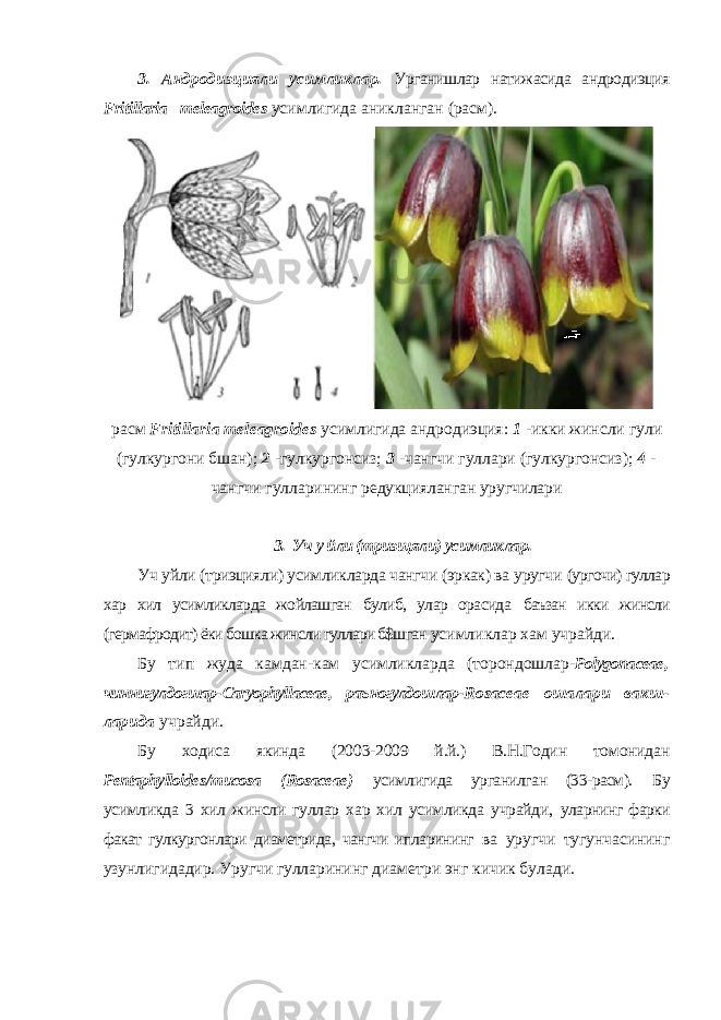3. Андродиэцияли усимликлар. Урганишлар натижасида андродиэция Fritillaria meleagroides усимлигида аникланган (расм). рас м Fritillaria meleagroides усимлигида андродиэция: 1 -икки жинсли гули (гулкургони бшан); 2 -гулкургонсиз; 3 -чангчи гуллари (гулкургонсиз); 4 - чангчи гулларининг редукцияланган уругчилари 3. Уч у йли (триэщяли) усимликлар. Уч уйли (триэцияли) усимликларда чангчи (эркак) ва уругчи (ургочи) гуллар хар хил усимликларда жойлашган булиб, улар орасида баъзан икки жинсли (гермафродит) ёки бошка жинсли гуллари б$шган усимликлар хам учрайди. Бу тип жуда камдан-кам усимликларда (торондошлар- Polygonaceae , чиннигулдогшар- Caryophyllaceae , раъногулдошлар- Rosaceae ошалари вакш- ларида учрайди. Бу ходиса якинда (2003-2009 й.й.) В.Н.Годин томонидан Pentaphylloides / mucosa ( Rosaceae ) усимлигида урганилган (33-расм). Бу усимликда 3 хил жинсли гуллар хар хил усимликда учрайди, уларнинг фарки факат гулкургонлари диаметрида, чангчи ипларининг ва уругчи тугунчасининг узунлигидадир. Уругчи гулларининг диаметри энг кичик булади. 