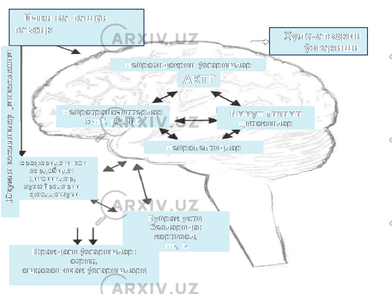  Ички ва ташқи таъсир Ҳулқ-атворни ўзгариши Нейроэндокрин ўзгаришлар АКТГ Нейротрансмиттерлар 5-НТ, DA, NE Иммун тизими Цитокинлар Нейропептидлар Буйрак усти безларида: кортизол, НЕ, ЕПереферидаги қон зардобида: цитокинлар, ҳужайраларни фаоллашуви Юракдаги ўзгаришлар: оғриқ, ошқозон-ичак ўзгаришлари Ю қум ли касалликлар ,ш икастланиш 