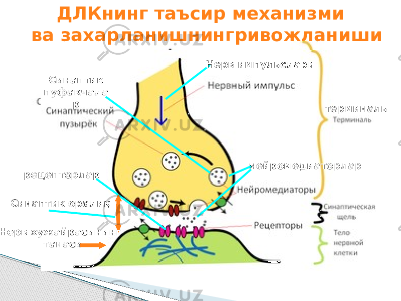 ДЛКнинг таъсир механизми ва захарланишнингривожланиши Синаптик пуфакчала р Нерв импульслари нейромедиаторлар терминаль рецепторлар Синаптик оралиқ Нерв хужайрасининг танаси 