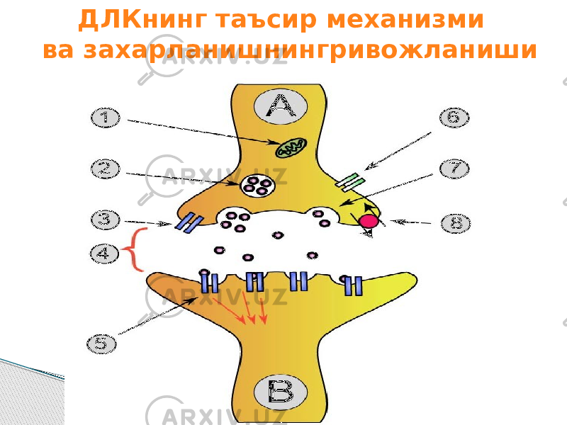 ДЛКнинг таъсир механизми ва захарланишнингривожланиши 