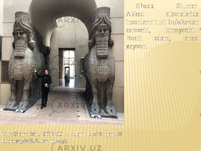 Shedu - Shumer- Akkad afsonalarida insonlarni turli balolar dan asrovchi, himoyachi. Boshi odam, tanasi xayvon. Dur-Sharrukin. SHEDU – odam boshli qanotli buqa xaykali. Luvr muzeyi. 