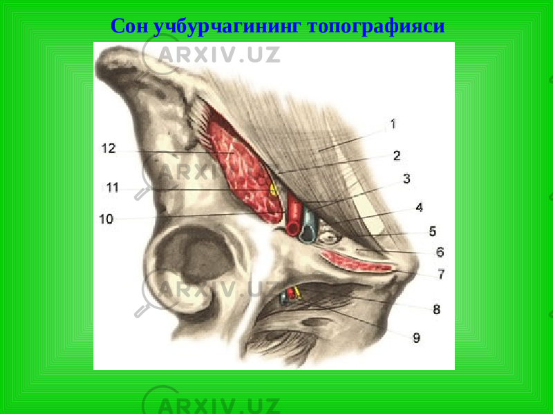 Сон учбурчагининг т опография си 