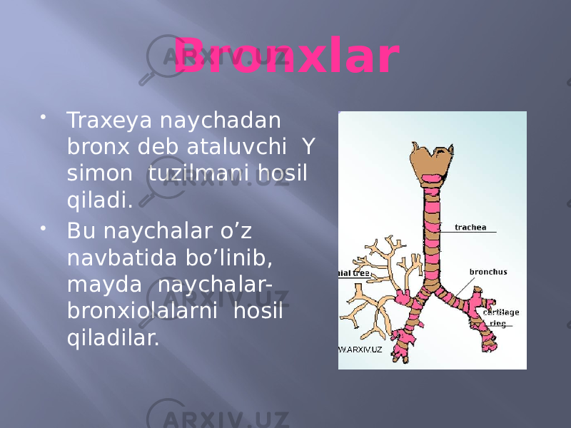 Bronxlar  Traxeya naychadan bronx deb ataluvchi Y simon tuzilmani hosil qiladi.  Bu naychalar o’z navbatida bo’linib, mayda naychalar- bronxiolalarni hosil qiladilar. 