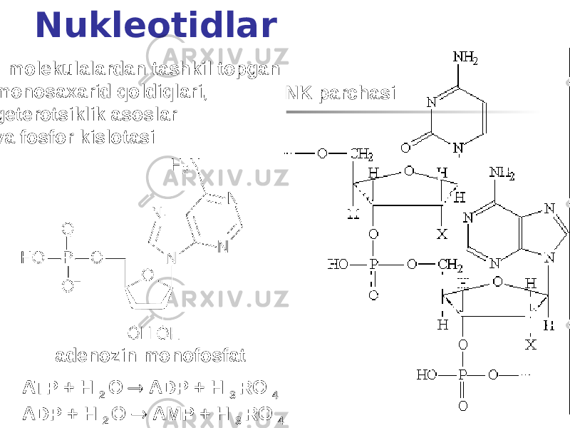 Nukleotidlar adenozin monofosfat NK parchasi - molekulalardan tashkil topgan monosaxarid qoldiqlari, geterotsiklik asoslar va fosfor kislotasi ATP + H 2 O  ADP + H 3 RO 4 ADP + H 2 O  AMP + H 3 RO 4 