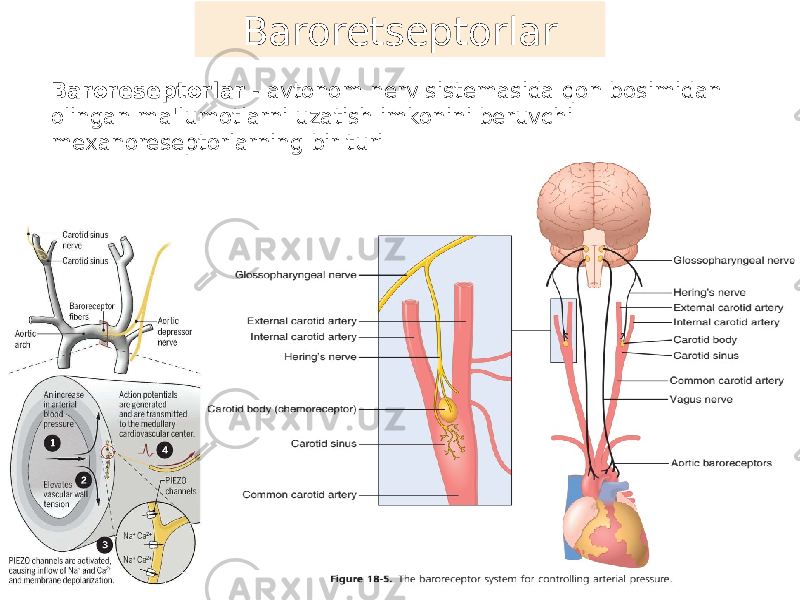 Baroreseptorlar - avtonom nerv sistemasida qon bosimidan olingan ma&#39;lumotlarni uzatish imkonini beruvchi mexanoreseptorlarning bir turi Baroretseptorlar 