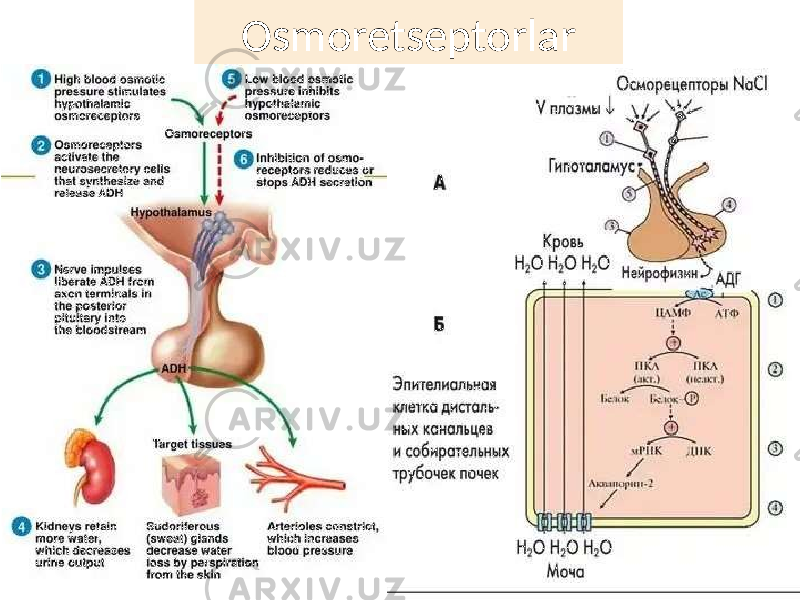 Osmoretseptorlar 