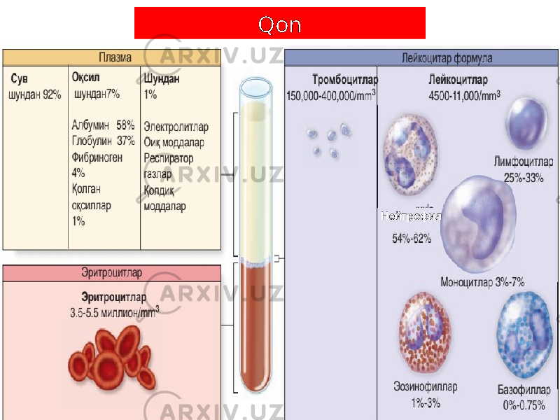 Qon Нейтрофил 