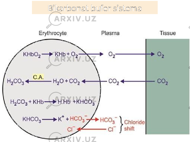 Bikarbonat bufer sistema 