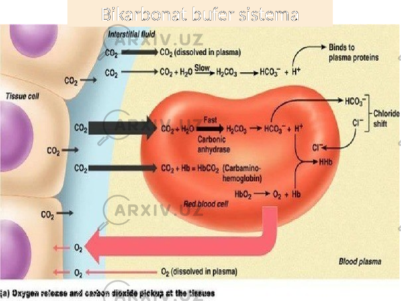 Bikarbonat bufer sistema 