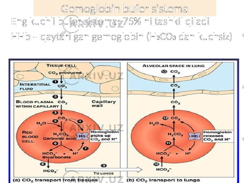 Gemoglobin bufer sistema Eng kuchli bufer sistema: 75% ni tashkil qiladi HHb – qaytarilgan gemoglobin (H 2 CO 3 dan kuchsiz) 