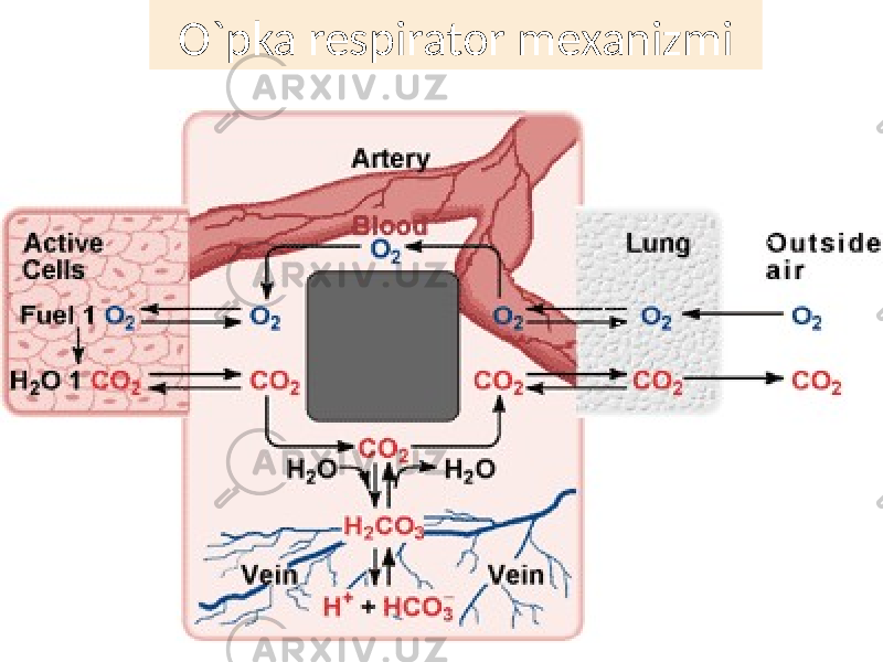 O`pka respirator mexanizmi 