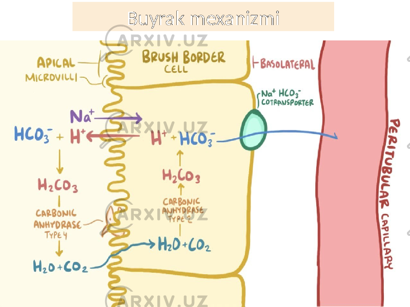 Buyrak mexanizmi 