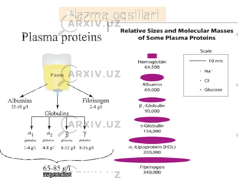 Plazma oqsillari 