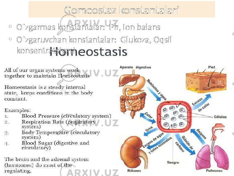 Gomeostaz konstantalari • O`zgarmas konstantalar: Ph, Ion balans • O`zgaruvchan konstantalar: Glukoza, Oqsil konsentratsiyasi 