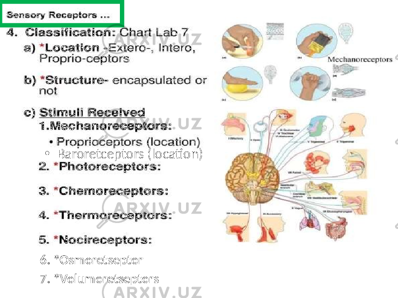 6. *Osmoretseptor 7. *Volumoretseptors • Baroretceptors (location) 