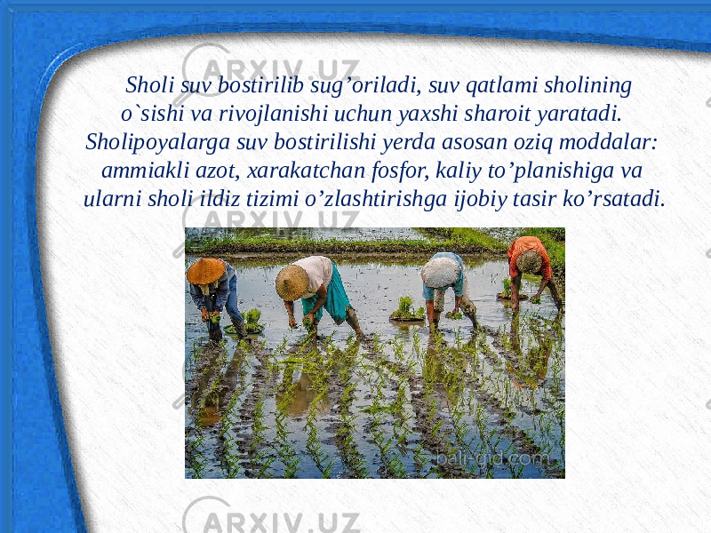 Sholi suv bostirilib sug’oriladi, suv qatlami sholining o`sishi va rivojlanishi uchun yaxshi sharoit yaratadi. Sholipoyalarga suv bostirilishi yerda asosan oziq moddalar: ammiakli azot, xarakatchan fosfor, kaliy to’planishiga va ularni sholi ildiz tizimi o’zlashtirishga ijobiy tasir ko’rsatadi. 