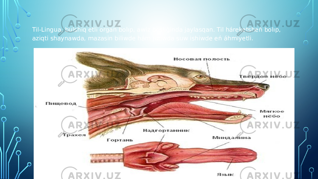 Til-Lingua, bulshiq etli organ bolıp, awiz bosliǵinda jaylasqan. Til háreketsheń bolıp, aziqti shaynawda, mazasin biliwde hám jutiwda suw ishiwde eń áhmiyetli. 