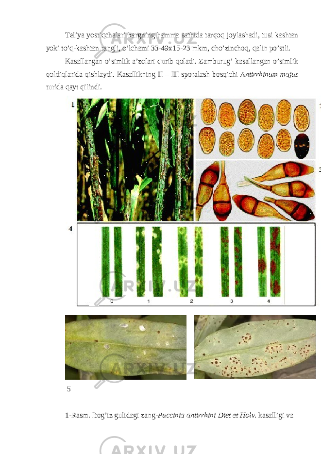 Teliya yostiqchalari bargning hamma sathida tarqoq joylashadi, tusi kashtan yoki to’q-kashtan rangli, o’lchami 33-49x15-23 mkm, cho’zinchoq, qalin po’stli. Kasallangan o’simlik a’zolari qurib qoladi. Zamburug’ kasallangan o’simlik qoldiqlarida qishlaydi. Kasallikning II – III sporalash bosqichi Antirrhinum majus turida qayt qilindi. 5 1-Rasm. Itog’iz gulidagi zang- Puccinia antirrhini Diet et Holv. kasalligi va 