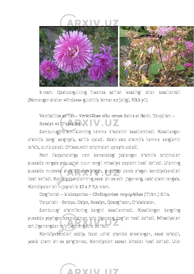  3- rasm . Qashqargulning fuzarioz so ’ lish kasalligi bilan kasallanishi ( Namangan shahar « Firdavs » gulchilik fermer xo ’ jaligi , 2013 yil ) Vertitsillioz so’lish – Verticillium albo-atrum Reink et Berth. Tarqalishi – Rossiya va O’zbekiston. Zamburug’ o’simliklarning hamma a’zolarini kasallantiradi. Kasallangan o’simlik bargi sarg’ayib, so’lib qoladi. Sekin-asta o’simlik hamma barglarini to’kib, qurib qoladi. O’tkazuvchi to’qimalari qorayib qoladi. Petri likopchalariga nam kameradagi joylangan o’simlik to’qimalari yuzasida rangsiz yoki oqish tutun rangli mitseliya qoplami hosil bo’ladi. Ularning yuzasida mutovka shaklida shoxlangan, yuqoriga qarab o’sgan konidiyabandlari hosil bo’ladi. Konidiyabandlarining asosi bir oz och- jigarrang, ustki qismi rangsiz. Konidiyalari bir hujayrali 5-10 x 2-2,5 mkm. Dog’lanish – kladosporioz – Cladosporium carpophilum (Thüm.) Ellis. Tarqalishi - Evropa, Osiyo, Rossiya, Qozog’iston, O’zbekiston. Zamburug’ o’simlikning bargini kasallantiradi. Kasallangan bargning yuzasida yoyilgan baxmalsimon to’q-jigarrang dog’lar hosil bo’ladi. Mitseliyalari och jigarrangdan to’q-jigarrangacha bo’ladi. Konidiyabandlari oddiy, faqat uchki qismida shoxlangan, asosi to’siqli, pastki qismi bir oz yo’g’onroq. Konidiyalari asosan bittadan hosil bo’ladi. Ular 