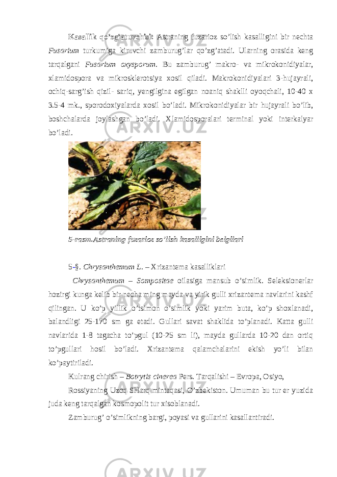 Kasallik qo’zg’atuvchisi: Astraning fuzarioz so’lish kasalligini bir nechta Fusarium turkumiga kiruvchi zamburug’lar qo’zg’atadi. Ularning orasida keng tarqalgani Fusarium oxysporum. Bu zamburug’ makro- va mikrokonidiyalar, xlamidospora va mikrosklerotsiya xosil qiladi. Makrokonidiyalari 3-hujayrali, ochiq-sarg’ish qizil- sariq, yengilgina egilgan noaniq shaklli oyoqchali, 10-40 x 3.5-4 mk., sporodoxiyalarda xosil bo’ladi. Mikrokonidiyalar bir hujayrali bo’lib, boshchalarda joylashgan bo’ladi. Xlamidosporalari terminal yoki interkalyar bo’ladi. 5-rasm.Astraning fuzarioz so’lish kasalligini belgilari 5 - §. Chrysanthemum L. – Xrizantema kasalliklari Chrysanthemum – Sompositae oilasiga mansub o’simlik. Seleksionerlar hozirgi kunga kelib bir necha ming mayda va yirik gulli xrizantema navlarini kashf qilingan. U ko’p yillik o’tsimon o’simlik yoki yarim buta, ko’p shoxlanadi, balandligi 25-170 sm ga etadi. Gullari savat shaklida to’planadi. Katta gulli navlarida 1-8 tagacha to’pgul (10-25 sm li), mayda gullarda 10-20 dan ortiq to’pgullari hosil bo’ladi. Xrizantema qalamchalarini ekish yo’li bilan ko’paytiriladi. Kulrang chirish – Botrytis cinerea Pers. Tarqalishi – Evropa, Osiyo, Rossiyaning Uzoq SHarq mintaqasi, O’zbekiston. Umuman bu tur er yuzida juda keng tarqalgan kosmopolit tur xisoblanadi. Zamburug’ o’simlikning bargi, poyasi va gullarini kasallantiradi. 