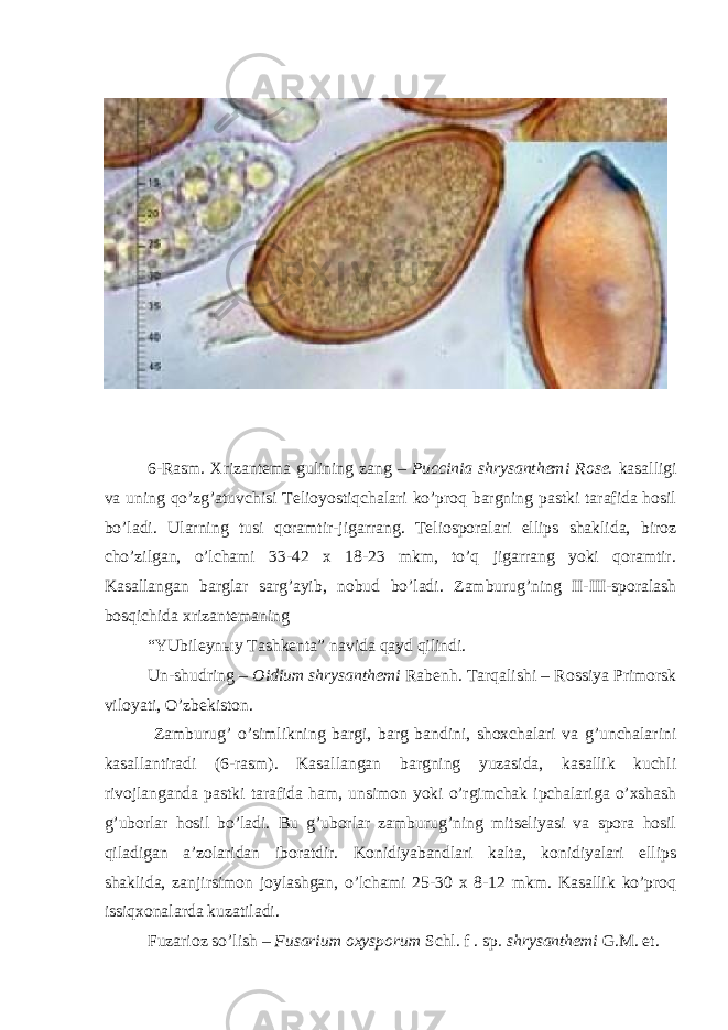  6-Rasm. Xrizantema gulining zang – Puccinia shrysanthemi Rose. kasalligi va uning qo’zg’atuvchisi Telioyostiqchalari ko’proq bargning pastki tarafida hosil bo’ladi. Ularning tusi qoramtir-jigarrang. Teliosporalari ellips shaklida, biroz cho’zilgan, o’lchami 33-42 x 18-23 mkm, to’q jigarrang yoki qoramtir. Kasallangan barglar sarg’ayib, nobud bo’ladi. Zamburug’ning II-III-sporalash bosqichida xrizantemaning “YUbileyn ы y Tashkenta” navida qayd qilindi. Un-shudring – Oidium shrysanthemi Rabenh . Tarqalishi – Rossiya Primorsk viloyati, O’zbekiston. Zamburug’ o’simlikning bargi, barg bandini, shoxchalari va g’unchalarini kasallantiradi (6-rasm). Kasallangan bargning yuzasida, kasallik kuchli rivojlanganda pastki tarafida ham, unsimon yoki o’rgimchak ipchalariga o’xshash g’uborlar hosil bo’ladi. Bu g’uborlar zamburug’ning mitseliyasi va spora hosil qiladigan a’zolaridan iboratdir. Konidiyabandlari kalta, konidiyalari ellips shaklida, zanjirsimon joylashgan, o’lchami 25-30 x 8-12 mkm. Kasallik ko’proq issiqxonalarda kuzatiladi. Fuzarioz so’lish – Fusarium oxysporum Schl. f . sp . shrysanthemi G.M. et. 