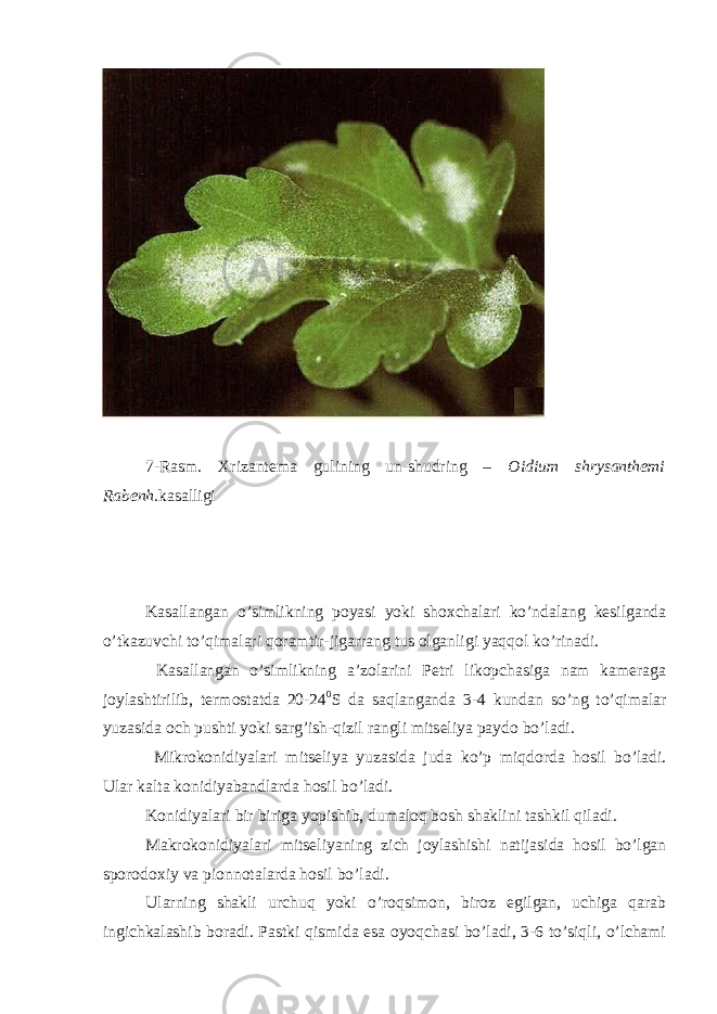  7-Rasm. Xrizantema gulining un-shudring – Oidium shrysanthemi Rabenh. kasalligi Kasallangan o’simlikning poyasi yoki shoxchalari ko’ndalang kesilganda o’tkazuvchi to’qimalari qoramtir-jigarrang tus olganligi yaqqol ko’rinadi. Kasallangan o’simlikning a’zolarini Petri likopchasiga nam kameraga joylashtirilib, termostatda 20-24 0 S da saqlanganda 3-4 kundan so’ng to’qimalar yuzasida och pushti yoki sarg’ish-qizil rangli mitseliya paydo bo’ladi. Mikrokonidiyalari mitseliya yuzasida juda ko’p miqdorda hosil bo’ladi. Ular kalta konidiyabandlarda hosil bo’ladi. Konidiyalari bir biriga yopishib, dumaloq bosh shaklini tashkil qiladi. Makrokonidiyalari mitseliyaning zich joylashishi natijasida hosil bo’lgan sporodoxiy va pionnotalarda hosil bo’ladi. Ularning shakli urchuq yoki o’roqsimon, biroz egilgan, uchiga qarab ingichkalashib boradi. Pastki qismida esa oyoqchasi bo’ladi, 3-6 to’siqli, o’lchami 