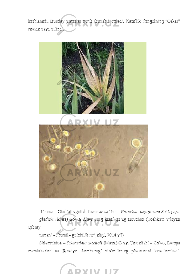 boshlanadi. Bunday piyozlar qurib, burishib qoladi. Kasallik ilongulning “Oskar” navida qayd qilindi. 11-rasm. Gladiolis gulida fuzarioz so’lish – Fusarium oxysporum Schl. f.sp. gladioli (Mass) Sch et Hans ning kasal qo’zg’atuvchisi (Toshkent viloyati Qibray tumani «Shomil» gulchilik xo’jaligi, 2014 yil) Sklerotinioz – Sclerotinia gladioli (Mass.) Gray. Tarqalishi – Osiyo, Evropa mamlakatlari va Rossiya. Zamburug’ o’simlikning piyozlarini kasallantiradi. 