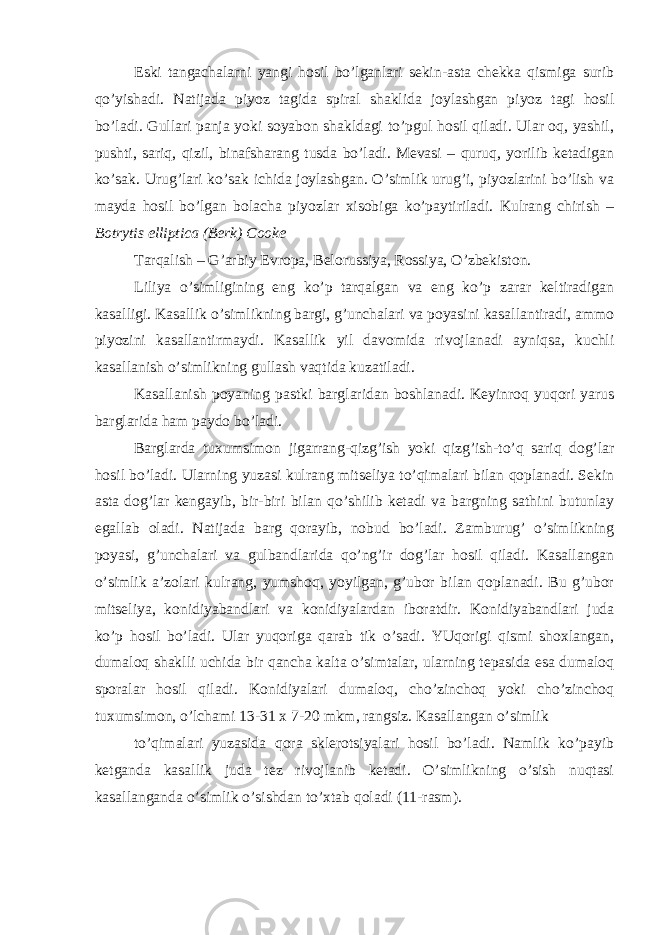 Eski tangachalarni yangi hosil bo’lganlari sekin-asta chekka qismiga surib qo’yishadi. Natijada piyoz tagida spiral shaklida joylashgan piyoz tagi hosil bo’ladi. Gullari panja yoki soyabon shakldagi to’pgul hosil qiladi. Ular oq, yashil, pushti, sariq, qizil, binafsharang tusda bo’ladi. Mevasi – quruq, yorilib ketadigan ko’sak. Urug’lari ko’sak ichida joylashgan. O’simlik urug’i, piyozlarini bo’lish va mayda hosil bo’lgan bolacha piyozlar xisobiga ko’paytiriladi. Kulrang chirish – Botrytis elliptica (Berk) Cooke Tarqalish – G’arbiy Evropa, Belorussiya, Rossiya, O’zbekiston. Liliya o’simligining eng ko’p tarqalgan va eng ko’p zarar keltiradigan kasalligi. Kasallik o’simlikning bargi, g’unchalari va poyasini kasallantiradi, ammo piyozini kasallantirmaydi. Kasallik yil davomida rivojlanadi ayniqsa, kuchli kasallanish o’simlikning gullash vaqtida kuzatiladi. Kasallanish poyaning pastki barglaridan boshlanadi. Keyinroq yuqori yarus barglarida ham paydo bo’ladi. Barglarda tuxumsimon jigarrang-qizg’ish yoki qizg’ish-to’q sariq dog’lar hosil bo’ladi. Ularning yuzasi kulrang mitseliya to’qimalari bilan qoplanadi. Sekin asta dog’lar kengayib, bir-biri bilan qo’shilib ketadi va bargning sathini butunlay egallab oladi. Natijada barg qorayib, nobud bo’ladi. Zamburug’ o’simlikning poyasi, g’unchalari va gulbandlarida qo’ng’ir dog’lar hosil qiladi. Kasallangan o’simlik a’zolari kulrang, yumshoq, yoyilgan, g’ubor bilan qoplanadi. Bu g’ubor mitseliya, konidiyabandlari va konidiyalardan iboratdir. Konidiyabandlari juda ko’p hosil bo’ladi. Ular yuqoriga qarab tik o’sadi. YUqorigi qismi shoxlangan, dumaloq shaklli uchida bir qancha kalta o’simtalar, ularning tepasida esa dumaloq sporalar hosil qiladi. Konidiyalari dumaloq, cho’zinchoq yoki cho’zinchoq tuxumsimon, o’lchami 13-31 x 7-20 mkm, rangsiz. Kasallangan o’simlik to’qimalari yuzasida qora sklerotsiyalari hosil bo’ladi. Namlik ko’payib ketganda kasallik juda tez rivojlanib ketadi. O’simlikning o’sish nuqtasi kasallanganda o’simlik o’sishdan to’xtab qoladi (11-rasm). 