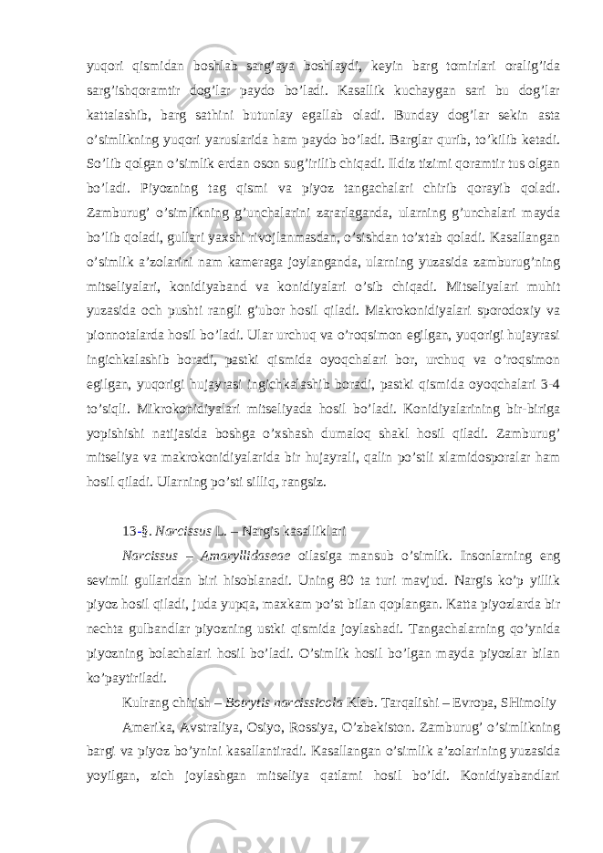 yuqori qismidan boshlab sarg’aya boshlaydi, keyin barg tomirlari oralig’ida sarg’ishqoramtir dog’lar paydo bo’ladi. Kasallik kuchaygan sari bu dog’lar kattalashib, barg sathini butunlay egallab oladi. Bunday dog’lar sekin asta o’simlikning yuqori yaruslarida ham paydo bo’ladi. Barglar qurib, to’kilib ketadi. So’lib qolgan o’simlik erdan oson sug’irilib chiqadi. Ildiz tizimi qoramtir tus olgan bo’ladi. Piyozning tag qismi va piyoz tangachalari chirib qorayib qoladi. Zamburug’ o’simlikning g’unchalarini zararlaganda, ularning g’unchalari mayda bo’lib qoladi, gullari yaxshi rivojlanmasdan, o’sishdan to’xtab qoladi. Kasallangan o’simlik a’zolarini nam kameraga joylanganda, ularning yuzasida zamburug’ning mitseliyalari, konidiyaband va konidiyalari o’sib chiqadi. Mitseliyalari muhit yuzasida och pushti rangli g’ubor hosil qiladi. Makrokonidiyalari sporodoxiy va pionnotalarda hosil bo’ladi. Ular urchuq va o’roqsimon egilgan, yuqorigi hujayrasi ingichkalashib boradi, pastki qismida oyoqchalari bor, urchuq va o’roqsimon egilgan, yuqorigi hujayrasi ingichkalashib boradi, pastki qismida oyoqchalari 3-4 to’siqli. Mikrokonidiyalari mitseliyada hosil bo’ladi. Konidiyalarining bir-biriga yopishishi natijasida boshga o’xshash dumaloq shakl hosil qiladi. Zamburug’ mitseliya va makrokonidiyalarida bir hujayrali, qalin po’stli xlamidosporalar ham hosil qiladi. Ularning po’sti silliq, rangsiz. 13 - §. Narcissus L. – Nargis kasalliklari Narcissus – Amaryllidaseae oilasiga mansub o’simlik. Insonlarning eng sevimli gullaridan biri hisoblanadi. Uning 80 ta turi mavjud. Nargis ko’p yillik piyoz hosil qiladi, juda yupqa, maxkam po’st bilan qoplangan. Katta piyozlarda bir nechta gulbandlar piyozning ustki qismida joylashadi. Tangachalarning qo’ynida piyozning bolachalari hosil bo’ladi. O’simlik hosil bo’lgan mayda piyozlar bilan ko’paytiriladi. Kulrang chirish – Botrytis narcissicola Kleb. Tarqalishi – Evropa, SHimoliy Amerika, Avstraliya, Osiyo, Rossiya, O’zbekiston. Zamburug’ o’simlikning bargi va piyoz bo’ynini kasallantiradi. Kasallangan o’simlik a’zolarining yuzasida yoyilgan, zich joylashgan mitseliya qatlami hosil bo’ldi. Konidiyabandlari 