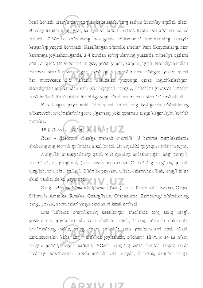 hosil bo’ladi. Barglardagi dog’lar kattalashib, barg sathini butunlay egallab oladi. Bunday barglar sarg’ayadi, so’liydi va to’kilib ketadi. Sekin asta o’simlik nobud bo’ladi. O’simlik ko’ndalang kesilganda o’tkazuvchi tomirlarining qorayib ketganligi yaqqol ko’rinadi. Kasallangan o’simlik a’zolari Petri likopchalarga nam kameraga joylashtirilganda, 3-4 kundan so’ng ularning yuzasida mitseliya qatlami o’sib chiqadi. Mitseliyalari rangsiz, po’sti yupqa, ko’p hujayrali. Konidiyabandlari mutovka shaklida shoxlangan, asosidagi hujayrasi bir-oz shishgan, yuqori qismi har mutovkada 3-5 fialidali. Fialidalari yuqoriga qarab ingichkalashgan. Konidiyalari bir, kamdan kam ikki hujayrali, rangsiz, fialidalari yuzasida bittadan hosil bo’ladi. Konidiyalari bir-biriga yopishib dumaloq bosh shaklini hosil qiladi. Kasallangan poya yoki ildiz qismi ko’ndalang kesilganda o’simlikning o’tkazuvchi to’qimalarining to’q jigarrang yoki qoramtir tusga kirganligini ko’rish mumkin. 16 - §. Rosa L. – Atirgul kasalliklari Rosa – Rosaceae oilasiga mansub o’simlik. U hamma mamlakatlarda aholining eng sevimli gullaridan xisoblanadi. Uning 1000 ga yaqin navlari mavjud. Atirgullar xususiyatlariga qarab 9 ta guruhga birlashtirilgan: bog’ atirguli, remontant, chaynogibrid, juda mayda va xokazo. Gullarining rangi oq, pushti, qizg’ish, to’q qizil bo’ladi. O’simlik payvand qilish, qalamcha qilish, urug’i bilan ekish usullarida ko’paytiriladi. Zang – Phragmidium disciflorum (Tode.) Jams. Tarqalishi – Evropa, Osiyo, SHimoliy Amerika, Rossiya, Qozog’iston, O’zbekiston. Zamburug’ o’simlikning bargi, poyasi, shoxchalari va gulbandlarini kasallantiradi. Erta bahorda o’simlikning kasallangan a’zolarida to’q sariq rangli yostiqchalar paydo bo’ladi. Ular dastlab mayda, tarqoq, o’simlik epidermisi to’qimasining ostida, so’ng o’zaro qo’shilib katta yostiqchalarni hosil qiladi. Esidiosporalari kalta, zanjir shaklida joylashadi, o’lchami 18-26 x 14-19 mkm, rangsiz po’stli, mayda so’galli. YOzda bargning ostki tarafida tarqoq holda urediniya yostiqchalari paydo bo’ladi. Ular mayda, dumaloq, sarg’ish rangli. 