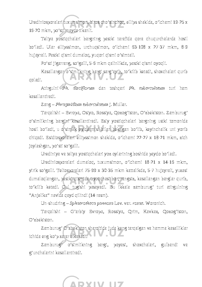 Urediniosporalari tuxumsimon, biroz cho’zinchoq, ellips shaklda, o’lchami 19-25 x 16-20 mkm, po’sti mayda tikanli. Teliya yostiqchalari bargning pastki tarafida qora chuqurchalarda hosil bo’ladi. Ular ellipssimon, urchuqsimon, o’lchami 63-108 x 27-37 mkm, 8-9 hujayrali. Pastki qismi dumaloq, yuqori qismi o’simtali. Po’sti jigarrang, so’galli, 5-6 mkm qalinlikda, pastki qismi oyoqli. Kasallangan o’simlikning bargi sarg’ayib, to’kilib ketadi, shoxchalari qurib qoladi. Atirgulni Ph. disciflorum dan tashqari Ph. tuberculatum turi ham kasallantiradi. Zang – Phragmidium tuberculatum j. Muller . Tarqalishi – Evropa, Osiyo, Rossiya, Qozog’iston, O’zbekiston. Zamburug’ o’simlikning bargini kasallantiradi. Esiy yostiqchalari bargning ustki tomonida hosil bo’ladi, u o’simlik epidermisi bilan bekilgan bo’lib, keyinchalik uni yorib chiqadi. Esidiosporalari ellipssimon shaklda, o’lchami 22-27 x 18-21 mkm, zich joylashgan, po’sti so’galli. Urediniya va teliya yostiqchalari yoz oylarining boshida paydo bo’ladi. Urediniosporalari dumaloq, tuxumsimon, o’lchami 18-21 x 14-16 mkm, yirik so’galli. Teliosporalari 75-99 x 30-35 mkm kattalikda, 5-7 hujayrali, yuzasi dumaloqlangan, pastki qismida oyoqchasi bor, rangsiz, kasallangan barglar qurib, to’kilib ketadi. Gul tugishi pasayadi. Bu ikkala zamburug’ turi atirgulning ”Anjelika” navida qayd qilindi (14-rasm). Un-shudring – Sphaerotheca pannosa Lev. var. rosae . Woronich . Tarqalishi – G’arbiy Evropa, Rossiya, Qrim, Kavkaz, Qozog’iston, O’zbekiston. Zamburug’ O’zbekiston sharoitida juda keng tarqalgan va hamma kasalliklar ichida eng ko’p zarar etkazadi. Zamburug’ o’simlikning bargi, poyasi, shoxchalari, gulbandi va g’unchalarini kasallantiradi. 